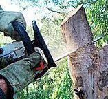 Best Tree Preservation Services  in Lake Holiday, VA
