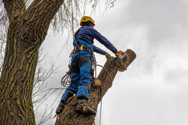 Best Utility Line Clearance  in Lake Holiday, VA