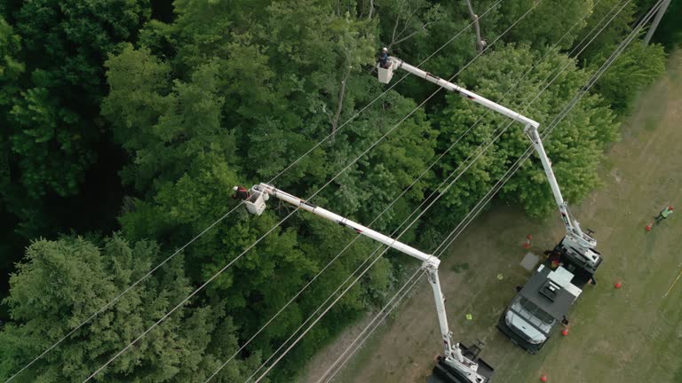 Best Tree Disease Treatment  in Lake Holiday, VA