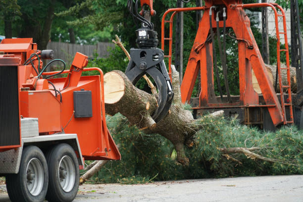 How Our Tree Care Process Works  in  Lake Holiday, VA